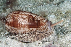 Olive Shell (Oliva porphyria)