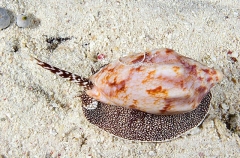 Cone Shell (Cymbiola vespertilio) Cone Shell (Cymbiola vespertilio)