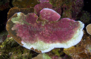 Plate coral showing varying degrees of coral bleaching. Plate coral showing varying degrees of coral bleaching.