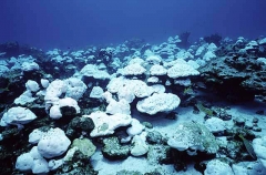 Bleached coral from El Nino effect. Bleached coral from El Nino effect.