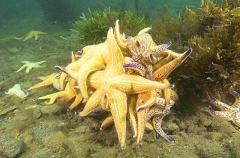 Northern Pacific Sea Stars (Asterias amurensis) Northern Pacific Sea Stars (Asterias amurensis)