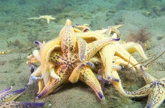 Northern Pacific Sea Stars (Asterias amurensis) Northern Pacific Sea Stars (Asterias amurensis)