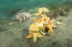 Northern Pacific Sea Stars (Asterias amurensis) Northern Pacific Sea Stars (Asterias amurensis)