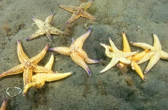Northern Pacific Sea Stars (Asterias amurensis) Northern Pacific Sea Stars (Asterias amurensis)