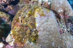 Algae growth on coral head where Crown Of Thorns Sea Star (Acanthaster planci) Algae growth on coral head where Crown Of Thorns Sea Star (Acanthaster planci)
