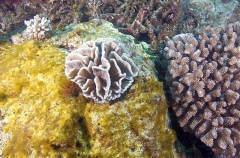 New hard coral growth on old coral reef covered in algae after Crown Of Thorns Sea Star (Acanthaster planci) New hard coral growth on old coral reef covered in algae after Crown Of Thorns Sea Star (Acanthaster planci)