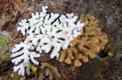 Acropora coral showing areas of coral bleaching. Acropora coral showing areas of coral bleaching.