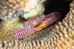 Red Pointed Coral Crab (Trapezia rufopunctata) Red Pointed Coral Crab (Trapezia rufopunctata)