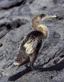 Flightless Cormorant (Nannopterum harrisi) Flightless Cormorant (Nannopterum harrisi)