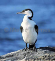 Black-faced Shag (Leucocarbo fuscescens) Black-faced Shag (Leucocarbo fuscescens)