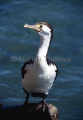 Pied Cormorant (Phalacrocorax varius) Pied Cormorant (Phalacrocorax varius)