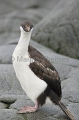 Blue-eyed Cormorant (Phalacrocorax atriceps) Blue-eyed Cormorant (Phalacrocorax atriceps)