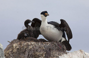 Blue-eyed Cormorant (Phalacrocorax atriceps) Blue-eyed Cormorant (Phalacrocorax atriceps)