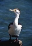 Pied Cormorant (Phalacrocorax varius) Pied Cormorant (Phalacrocorax varius)