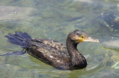 Great Black Cormorant (Phalacrocorax carbo) Great Black Cormorant (Phalacrocorax carbo)