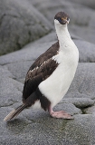 Blue-eyed Cormorant (Phalacrocorax atriceps) Blue-eyed Cormorant (Phalacrocorax atriceps)
