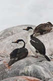 Blue-eyed Cormorant (Phalacrocorax atriceps) Blue-eyed Cormorant (Phalacrocorax atriceps)