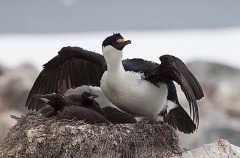 Blue-eyed Cormorant (Phalacrocorax atriceps) Blue-eyed Cormorant (Phalacrocorax atriceps)