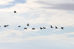 European Shags (Phalacrocorax aristotelis) European Shags (Phalacrocorax aristotelis)