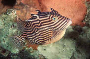 Shaws Cowfish (Aracana aurita) Shaws Cowfish (Aracana aurita)