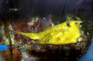 Longhorn Cowfish (Lactoria cornuta) Longhorn Cowfish (Lactoria cornuta)