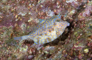 Thornback Cowfish (Lactoria fornasini) Thornback Cowfish (Lactoria fornasini)
