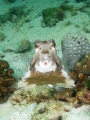 Thornback Trunkfish (Tetrosomus gibbosus) Thornback Trunkfish (Tetrosomus gibbosus)