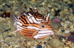 Shaws Cowfish (Aracana aurita) Shaws Cowfish (Aracana aurita)