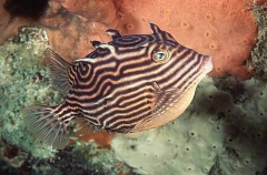Shaws Cowfish (Aracana aurita)