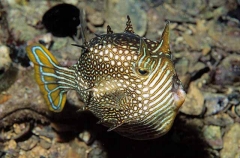 Shaws Cowfish (Aracana aurita)