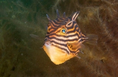Shaws Cowfish (Aracana aurita) Shaws Cowfish (Aracana aurita)