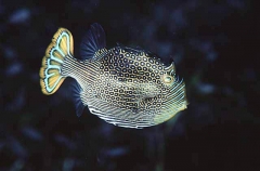 Ornate Cowfish (Aracana ornata) Ornate Cowfish (Aracana ornata)