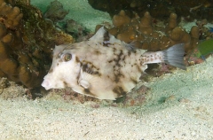 Thornback Trunkfish (Tetrosomus gibbosus) Thornback Trunkfish (Tetrosomus gibbosus)