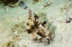 Thornback Trunkfish (Tetrosomus gibbosus) Thornback Trunkfish (Tetrosomus gibbosus)