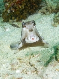 Thornback Trunkfish (Tetrosomus gibbosus) Thornback Trunkfish (Tetrosomus gibbosus)