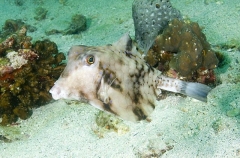 Thornback Trunkfish (Tetrosomus gibbosus) Thornback Trunkfish (Tetrosomus gibbosus)