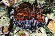 Tiger Cowry (Cypraea tigris) Tiger Cowry (Cypraea tigris)