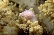 Edged Cowrie (Pseudosimnia marginata) Edged Cowrie (Pseudosimnia marginata)