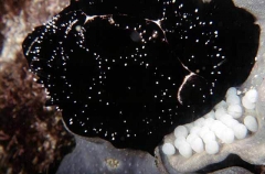 Egg Cowry (Ovula ovum)