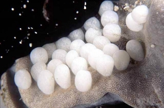 Egg Cowry (Ovula ovum)