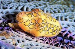 Flamingo Tongue Cowry (Cyphoma gibbosum)