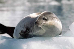 Crabeater Seal (Lobodon carcinophagus)