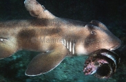 Crested Horn Shark (Heterodontus galeatus) Crested Horn Shark (Heterodontus galeatus)
