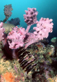 Crested Horn Shark egg (Heterodontus galeatus) Crested Horn Shark egg (Heterodontus galeatus)