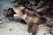 Crested Horn Shark (Heterodontus galeatus) Crested Horn Shark (Heterodontus galeatus)