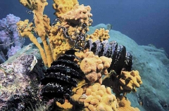 Crested Horn Shark eggs (Heterodontus galeatus) Crested Horn Shark eggs (Heterodontus galeatus)