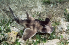 Crested Horn Shark (Heterodontus galeatus) Crested Horn Shark (Heterodontus galeatus)