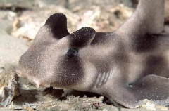 Crested Horn Shark (Heterodontus galeatus)