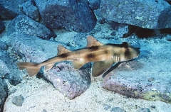 Crested Horn Shark (Heterodontus galeatus)