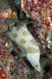 Barramundi Cod (Cromileptes altivelis) Barramundi Cod (Cromileptes altivelis)